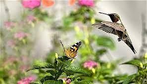 Humming Bird and Butterfly Gardening (Promoting Pollinators)