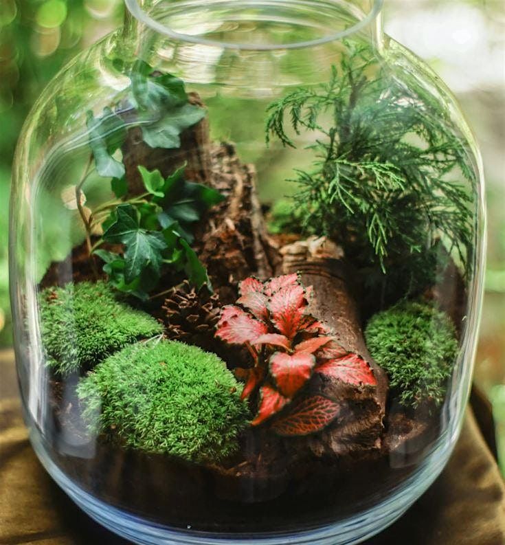 Terrarium Workshop: Create Your Own Miniature Ecosystem