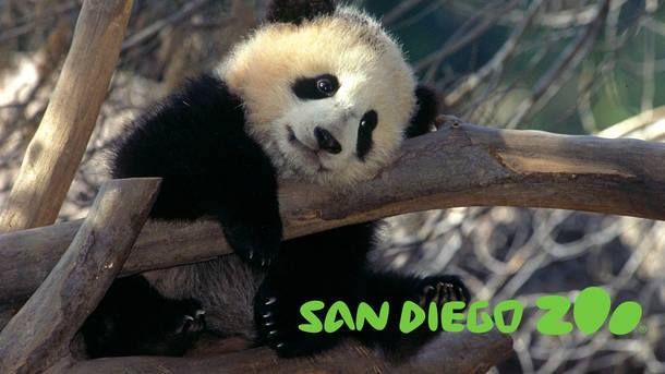 The San Diego Zoo Brings Nature to the City