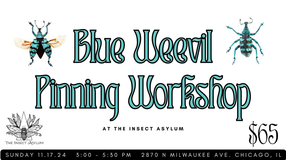 Blue Weevil Pinning Workshop