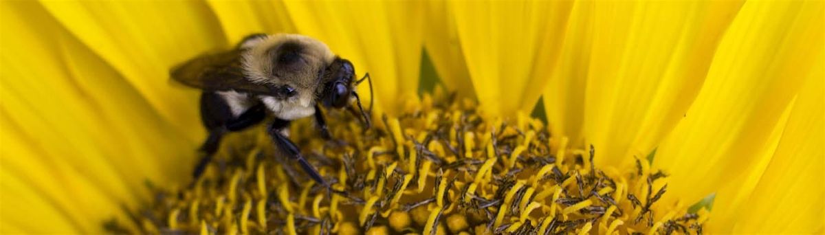 8-30-2025  Pollinators