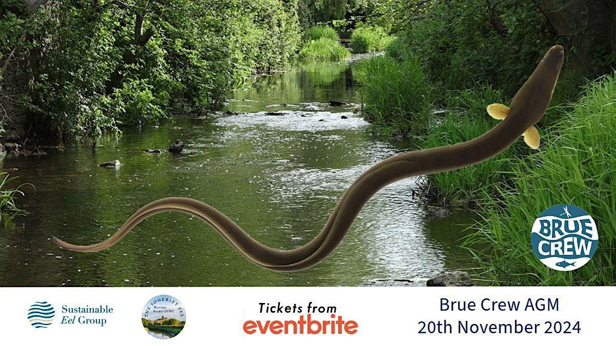 BrueCREW AGM 2024 with Somerset Eel Recovery Project