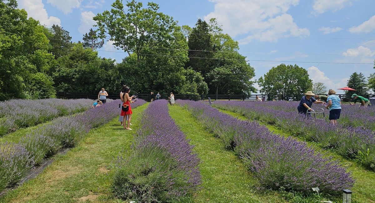 Annual Mom-Mom's French Lavender & Crafts Festival June 28, 2025