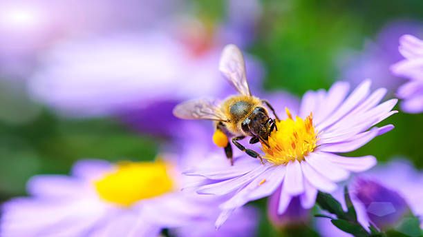 Moruya Bee Hive Inspection with Simon Phillips DPI Varroa Officer. All beekeepers welcome.