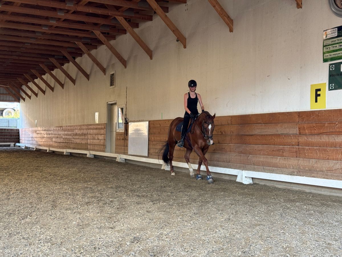 2025 Shelley Mills Dressage Clinics