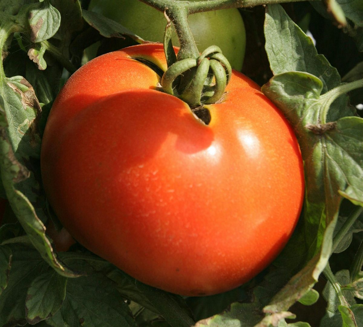 How to Grow Tomatoes in SW Florida