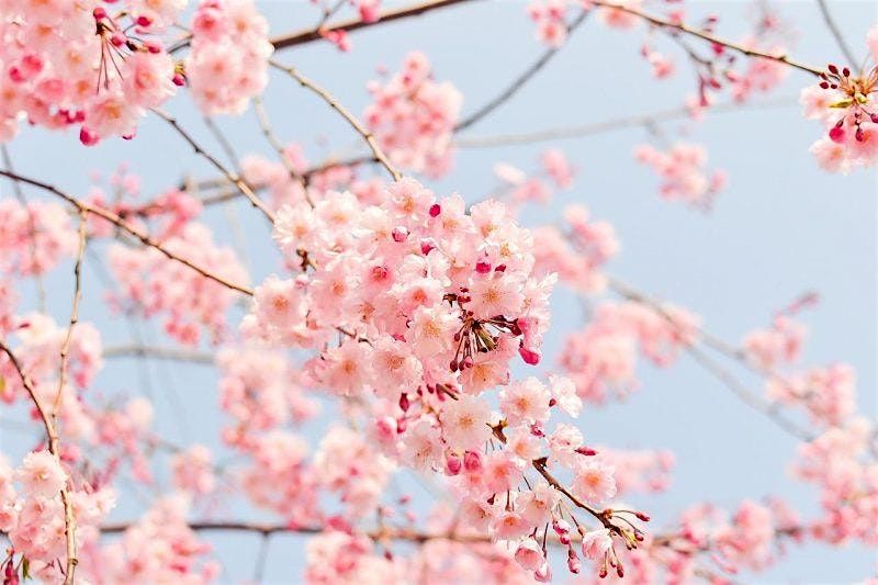 Cherry Blossom Brunch