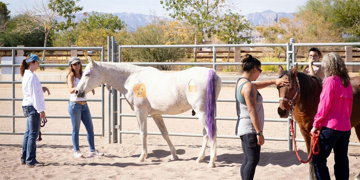 The STABLE Series: Equine Therapy Exercises & Arena EMDR