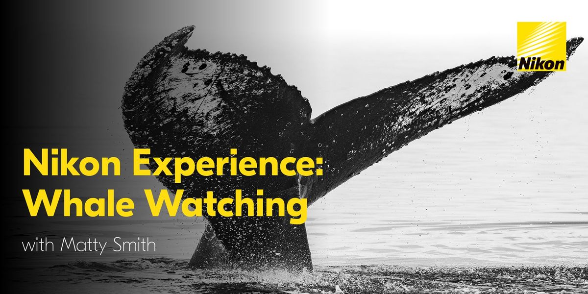 Nikon Experience: Whale Watching with Nikon Ambassador Matty Smith