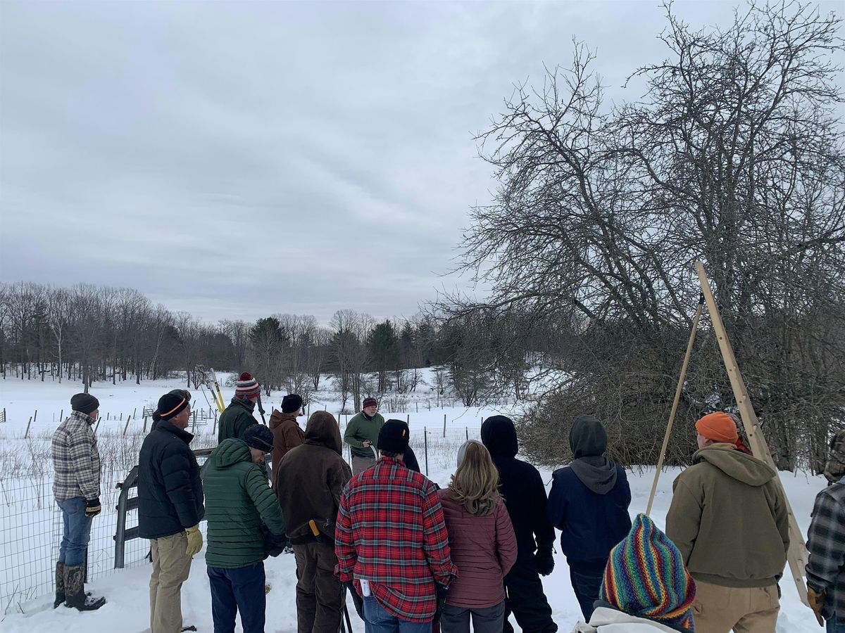 Pruning Forgotten Old Apple Trees