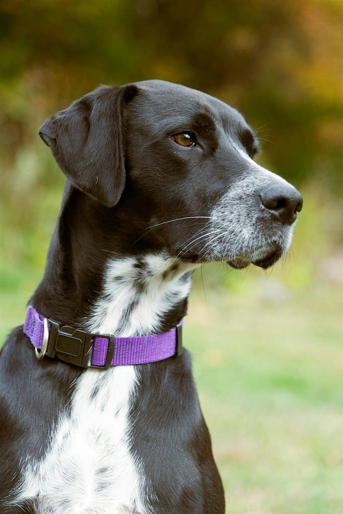 Pet Photography for People Who Love Their Pets - with Rob Sylvan