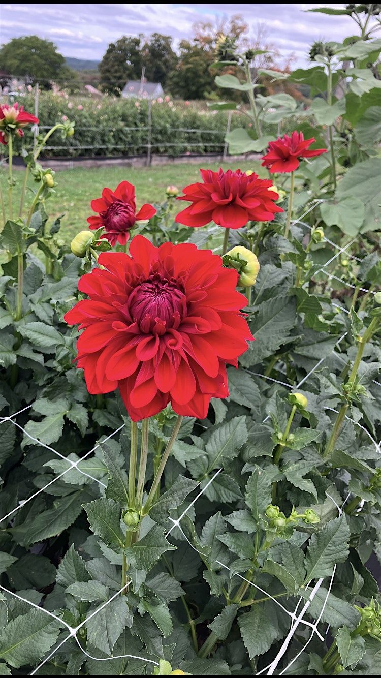 Sunset Pilates and Pick Your Own Flowers!