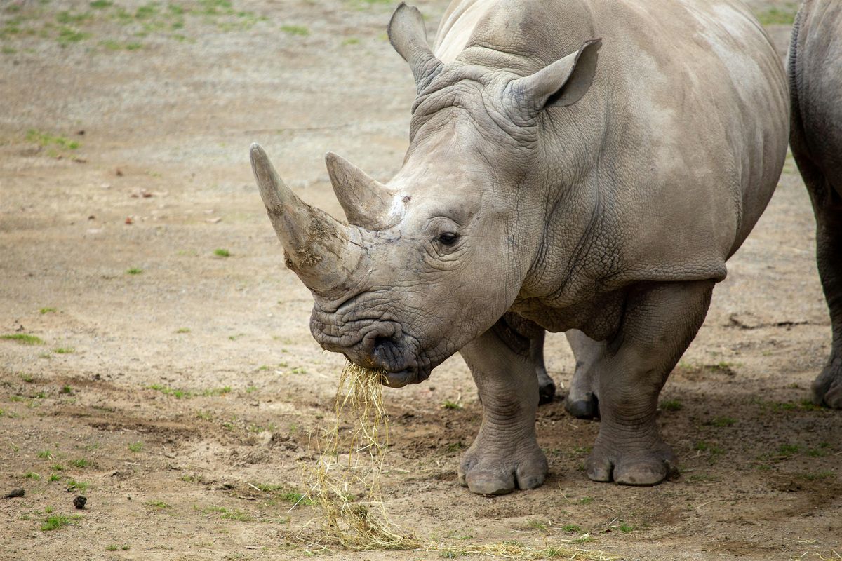 Fracture Management in a Southern White Rhino