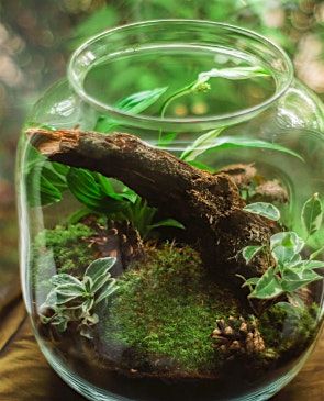Sensational Summer:  Take Home Terrarium