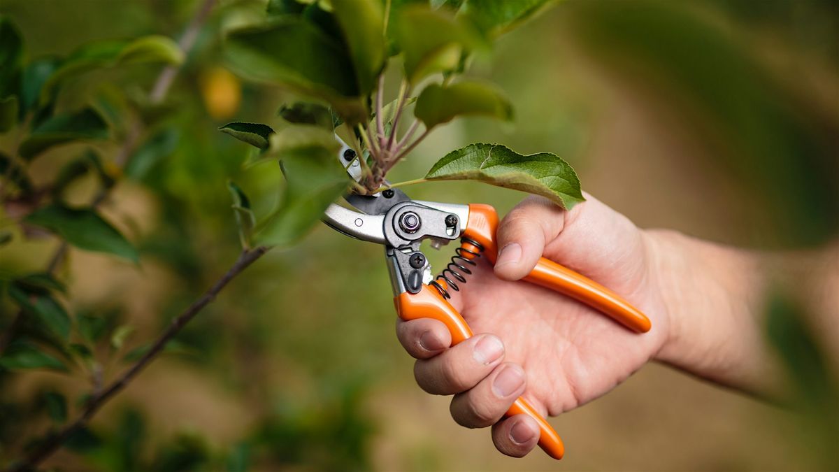 Fall Pruning 101