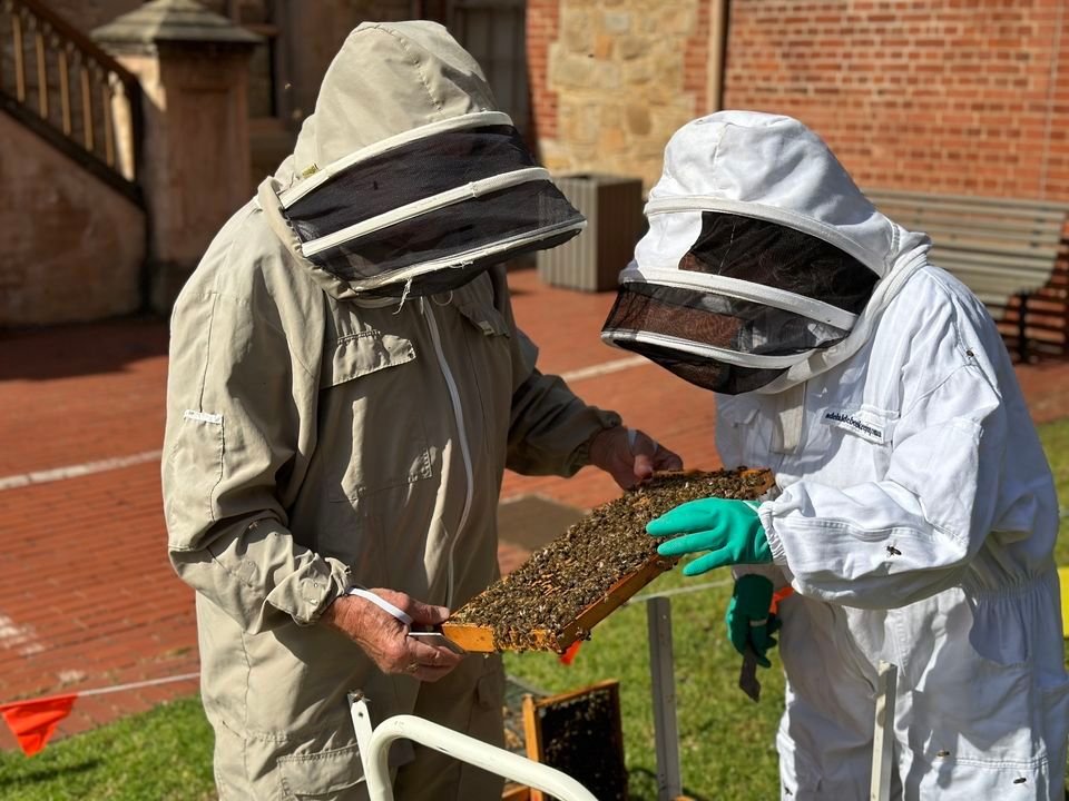 April School Holiday Workshop | Beehive Hangs at the Museum (Ages 8-12)