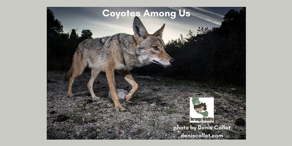 Coyotes Among Us: Online Wildlife Workshop