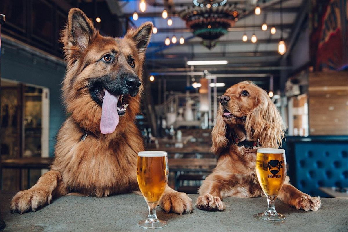 Kibbelz & Kegz! Boca Beer + Brewery Benefit 4 Dogs + Pups-Valentines Theme!