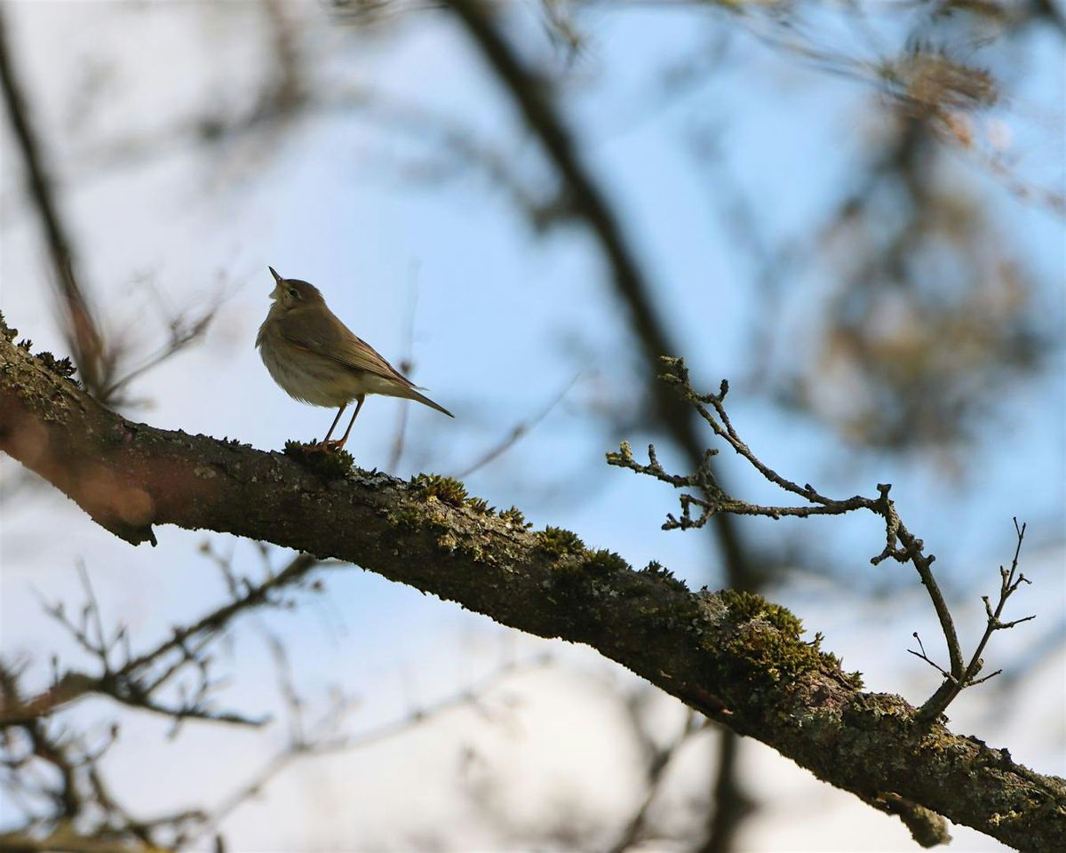 Youth Event: Birdwatching Walk with Bristol Ornithological Club