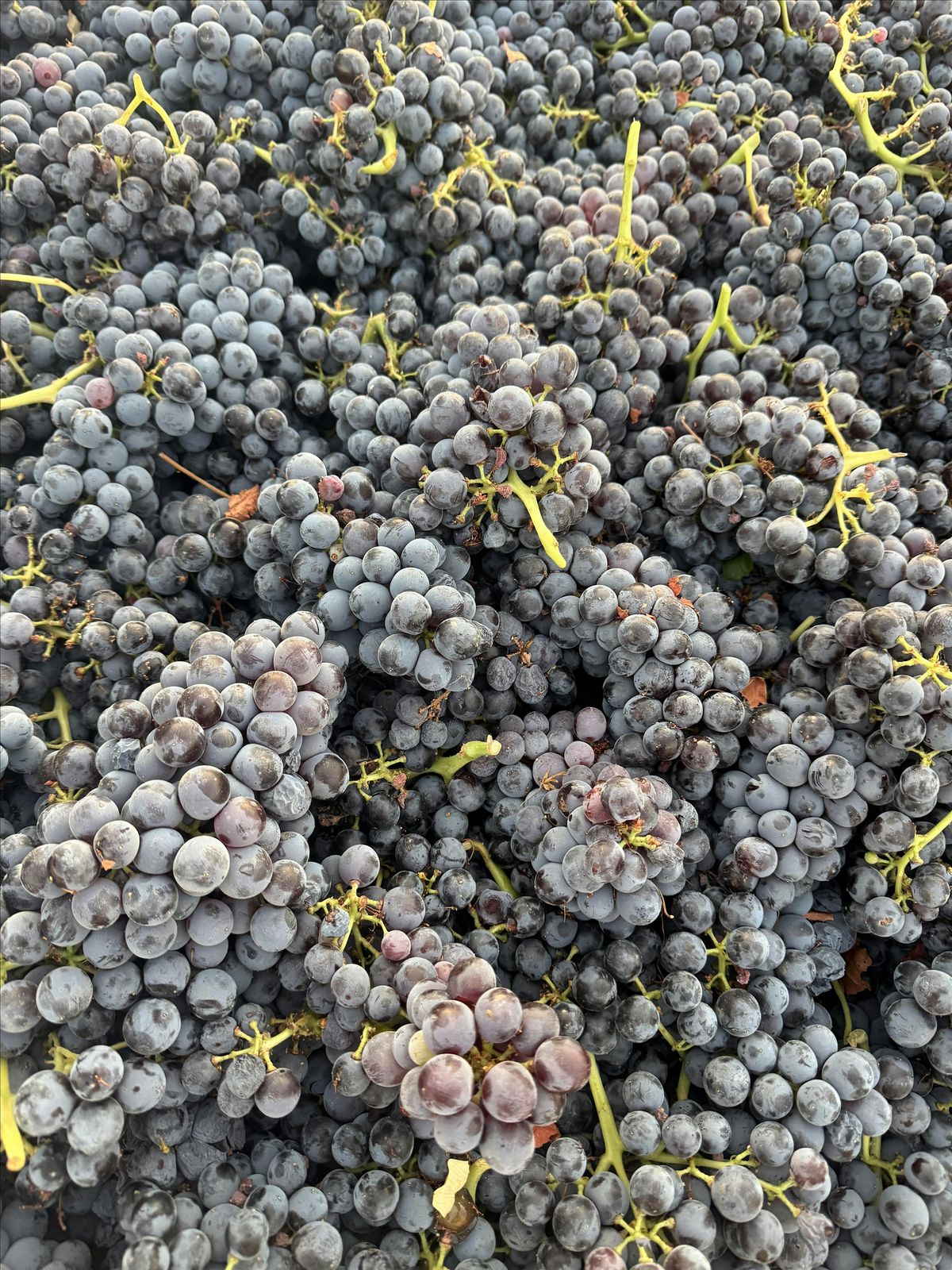 C\u00f4t\u00e9 Nicault & Cayuse post harvest celebration