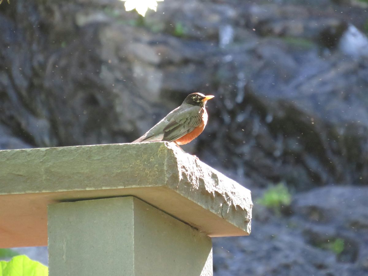 Fall Bird Walk -October 19