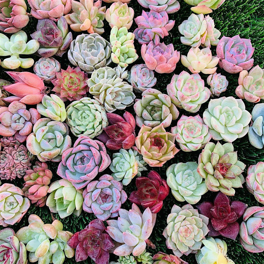 Valentine Succulents