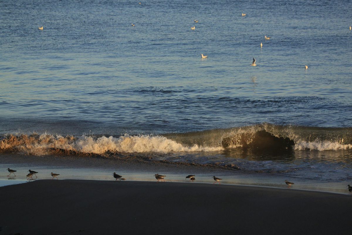 Guided Beginners Bird Walk