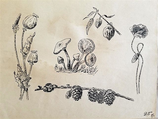 Discover the art of seeing and drawing the natural world