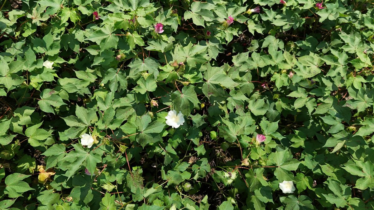 2025 Regional Cotton Meeting Nash, Edgecombe, Wilson