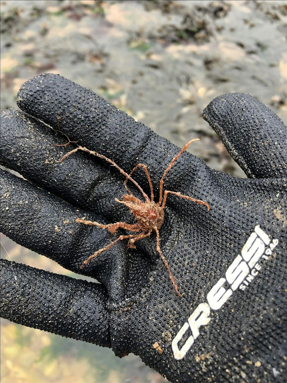 Rockpool Safari - South Bay, Scarborough