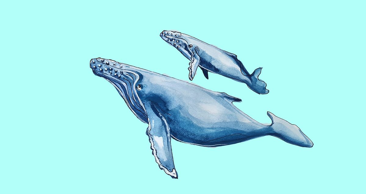 Whaleshark & Humpback Whales - Leederville