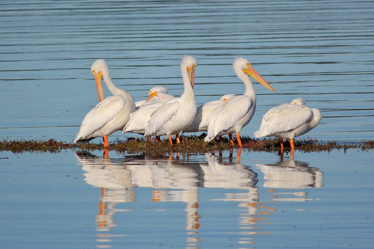 Fall Birding at Delta Pond