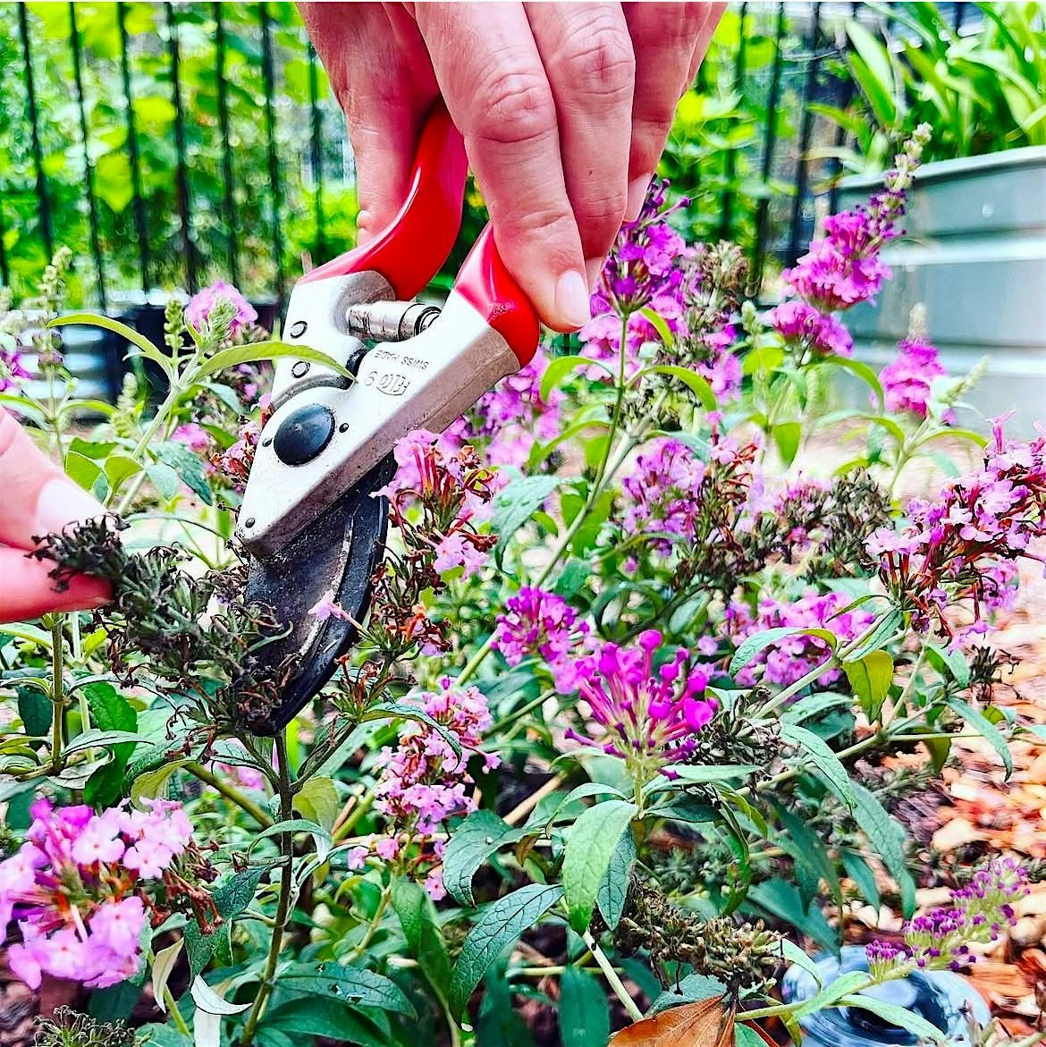 Intro to Pruning Workshop