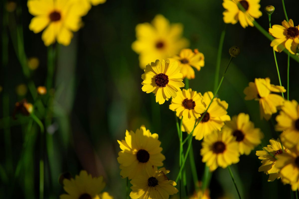 Fall Blooms at Sunset