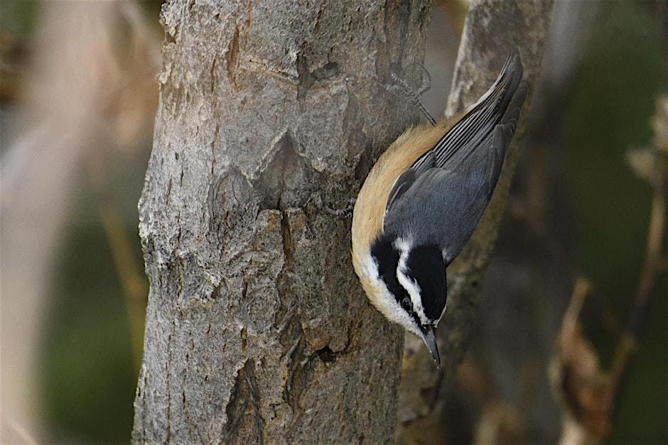 Fall Bird Photography In Kathryn Albertson Park