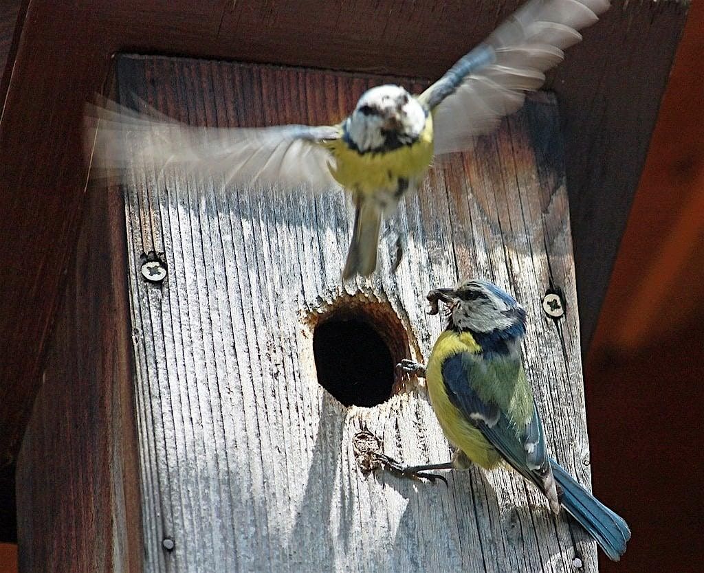 Wooden bird box building at Ryton Pools Country Park