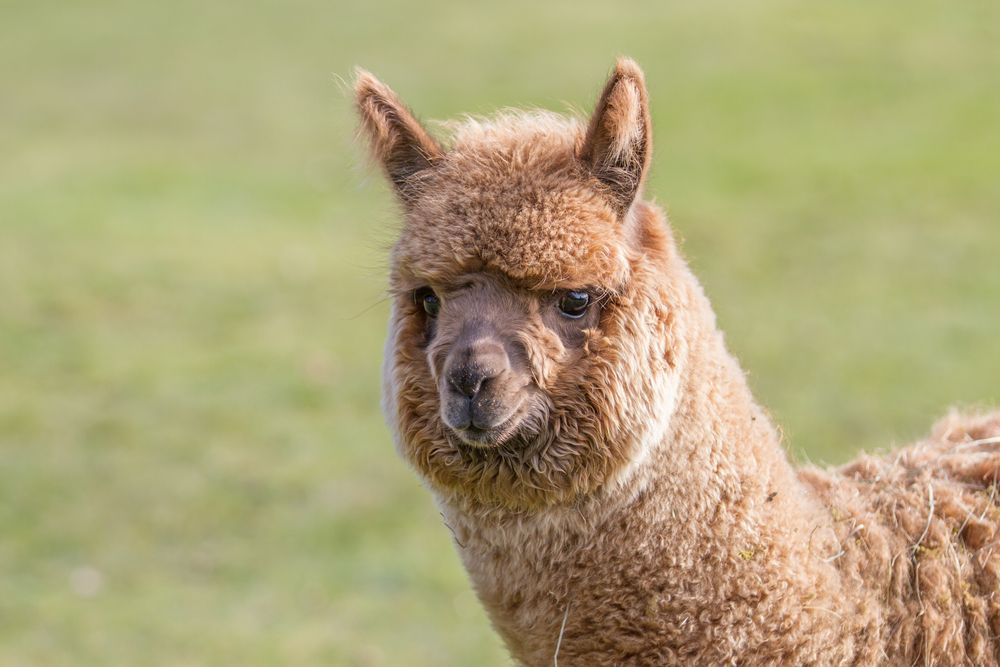 Mid Atlantic Alpaca Show