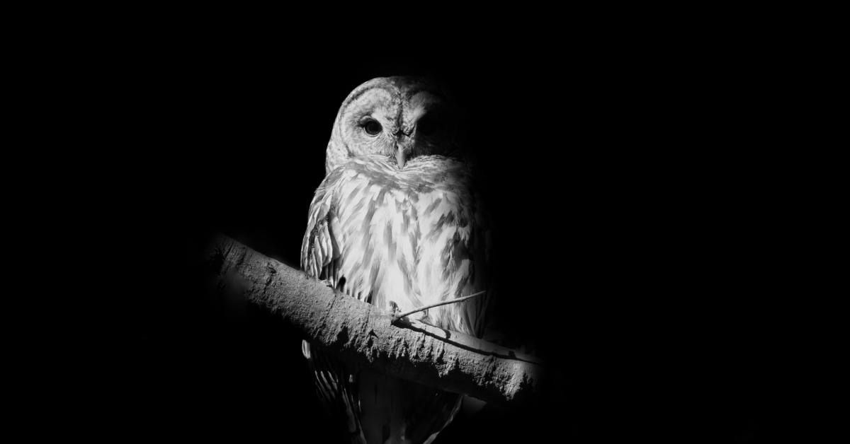 Discover the Night: Owl Outing