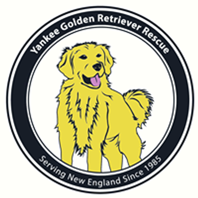 Yankee Golden Retriever Rescue