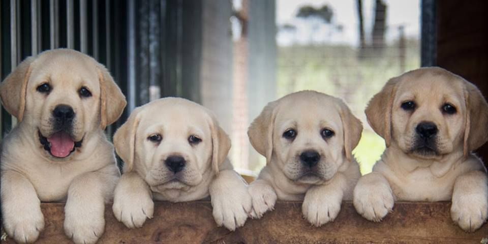 PUPPY PREP CLASS JULY 2024