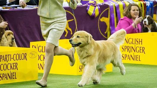 The 143rd Annual Westminster Kennel Club Dog Show New York City N Y 12 February 2021