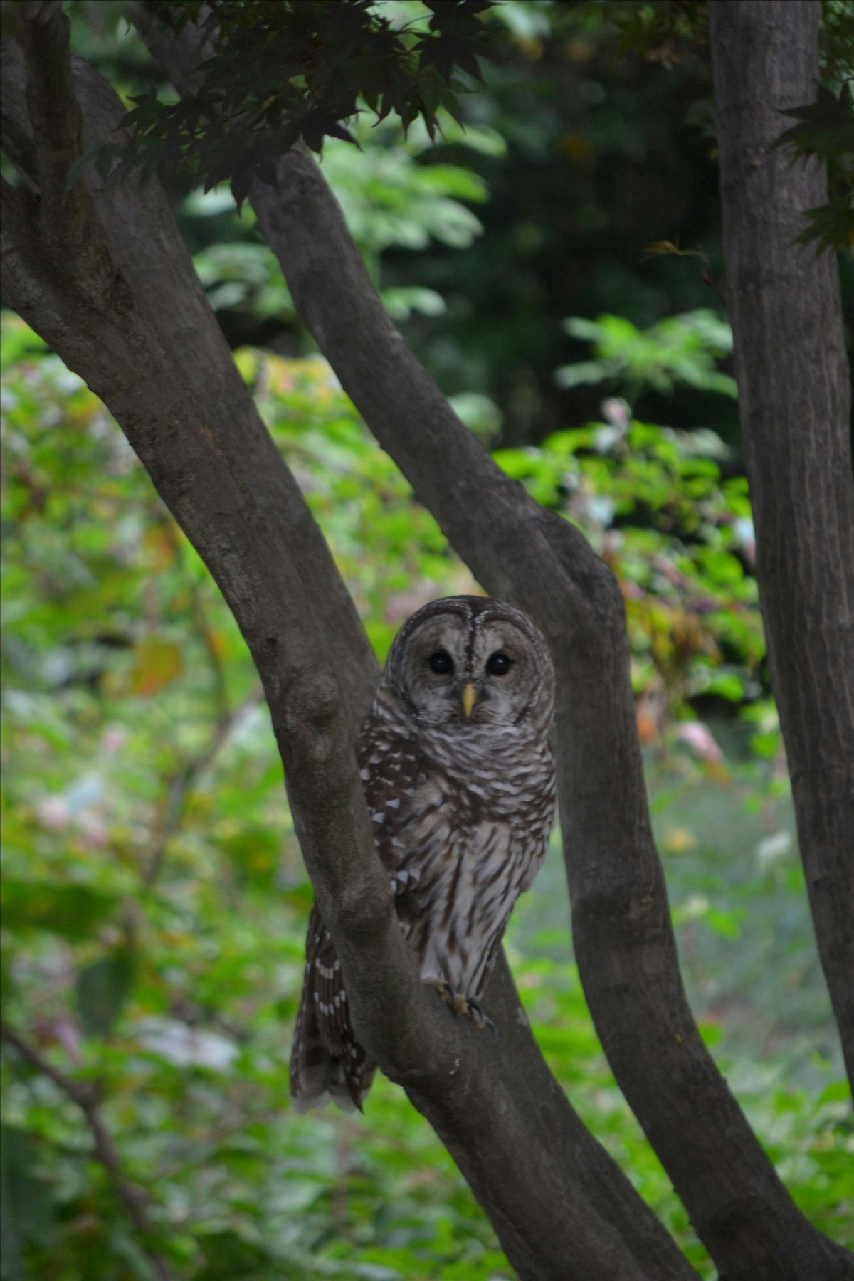 Hoo, Hoo, Hoo goes there? Owls of Virginia!
