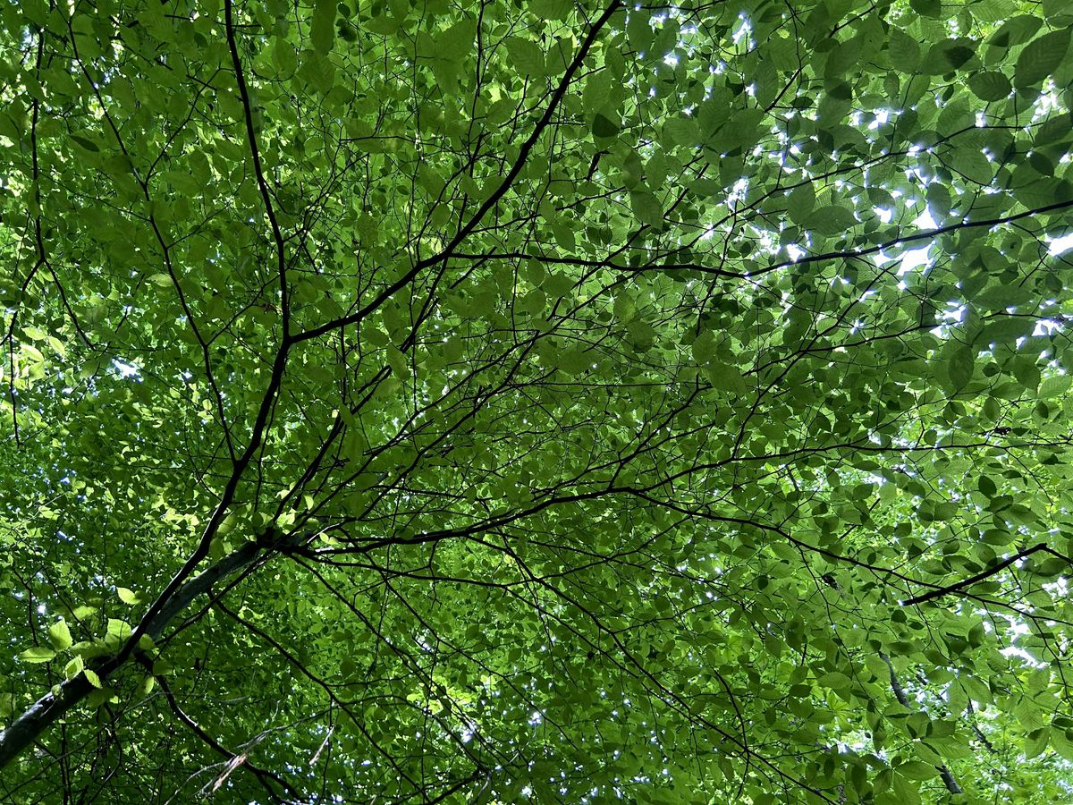 Silent Book Club Leesburg: Forest Bathing With Books