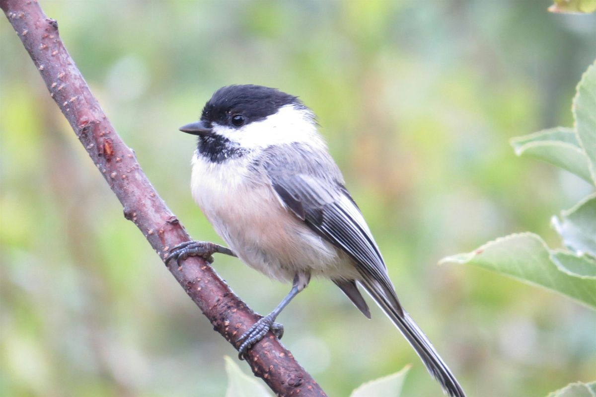 Winter Bird Stroll