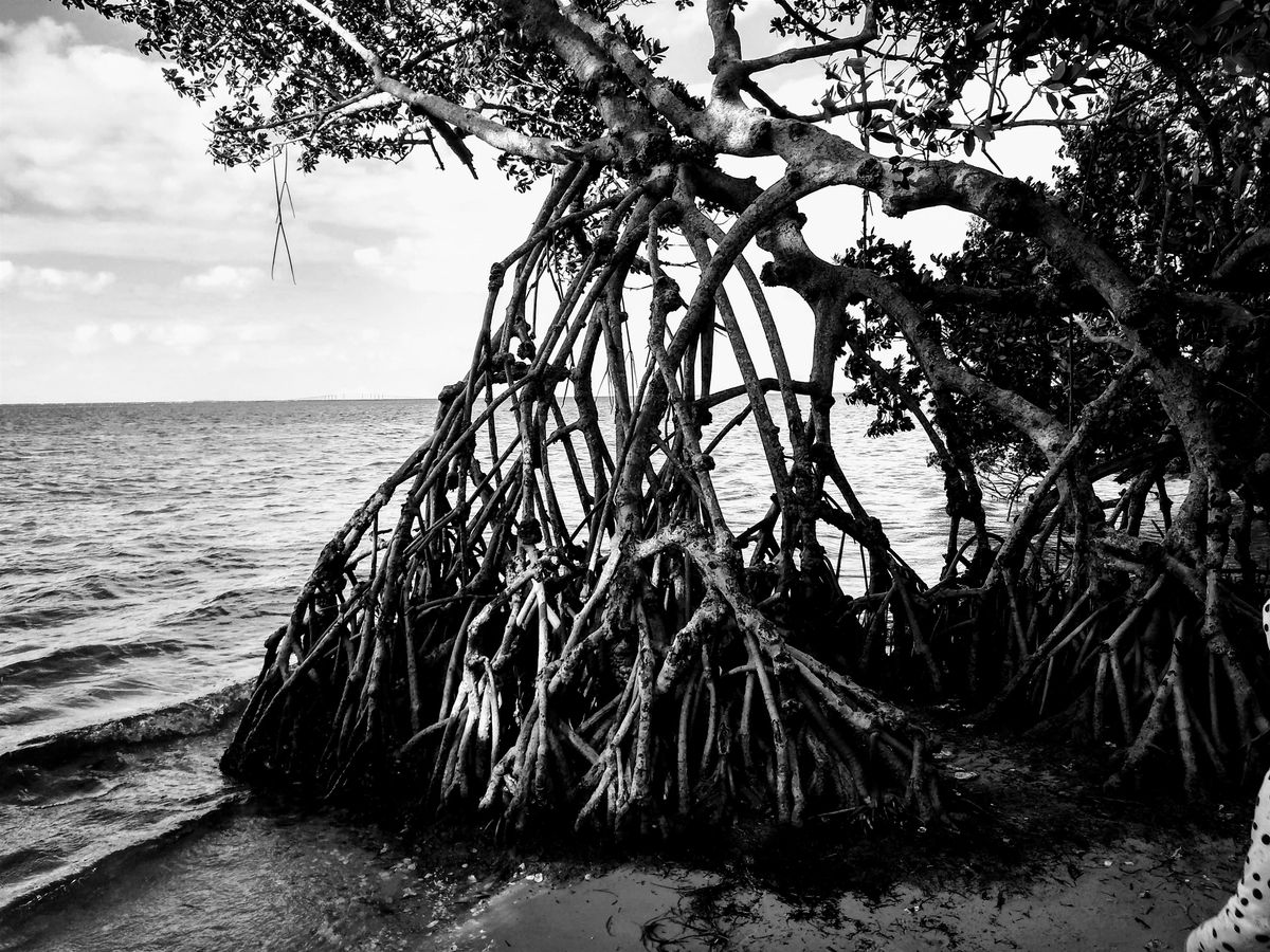 Marvelous Mangroves: Ecology, Protection and Maintenance