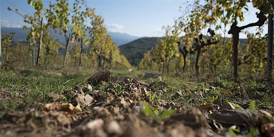 Montalcino Wine Masterclass