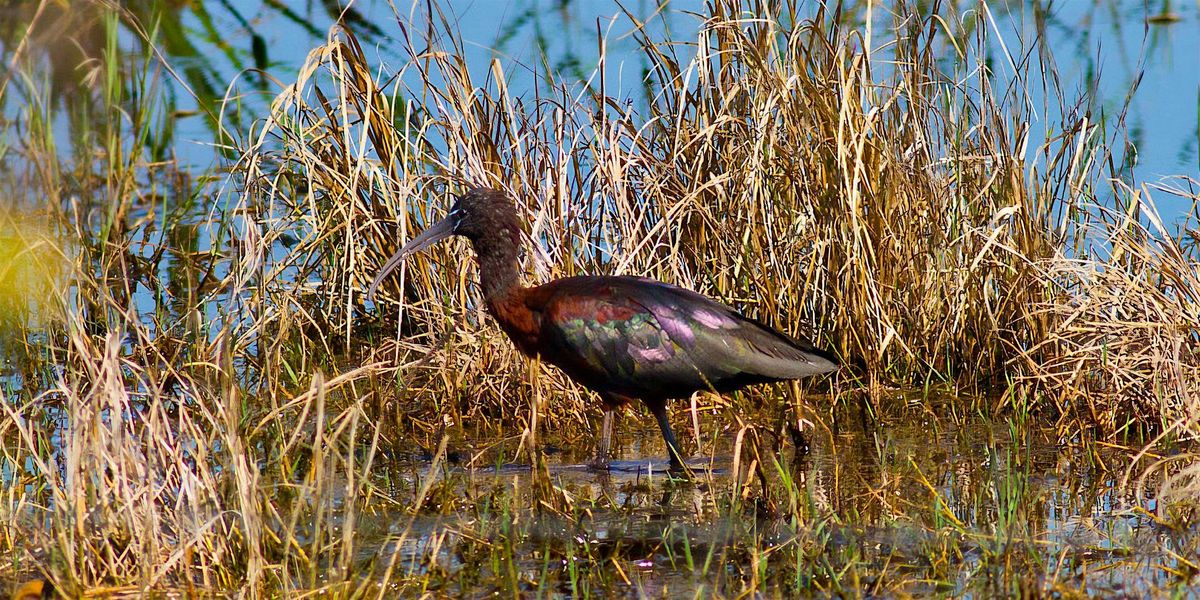 FIELD TRIP: T.M. Goodwin WMA Birding By Bicycle