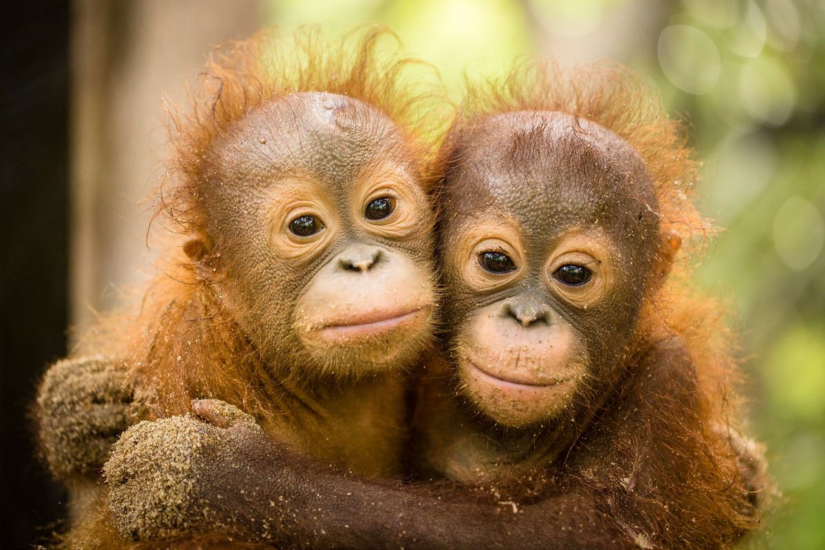 Pub Quiz in support of International Animal Rescue