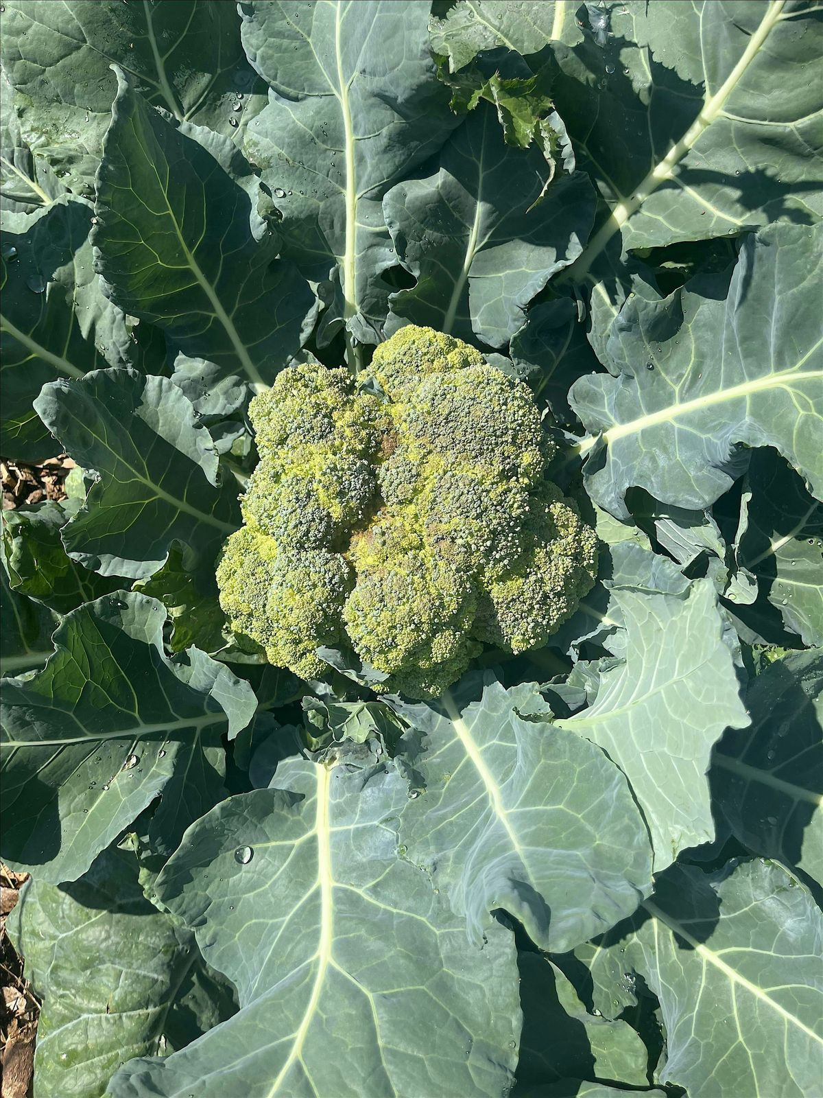 MKG Volunteer Day 12\/12