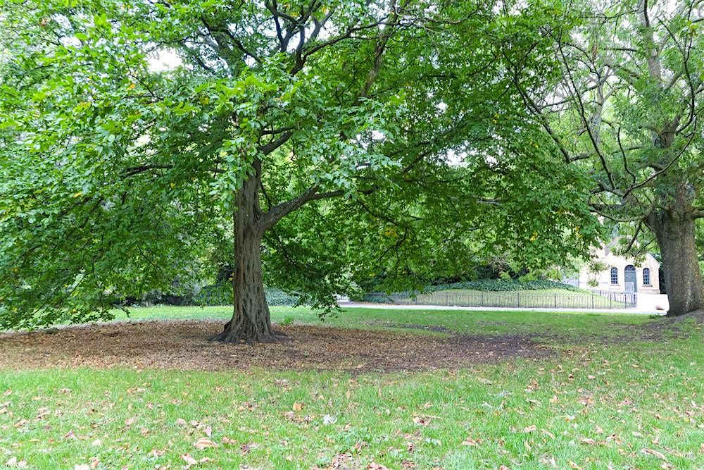 Restore & Reconnect: A gentle walk in nature